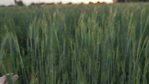 Man hand running gently over unripe spikelets wheat field outdoors close up 库存影片 219407963