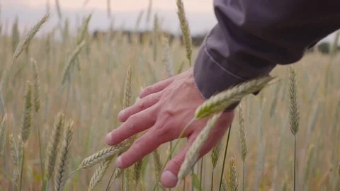 Man hand running going wheat field. Male hand touching ears of rye closeup Video stock 91163768