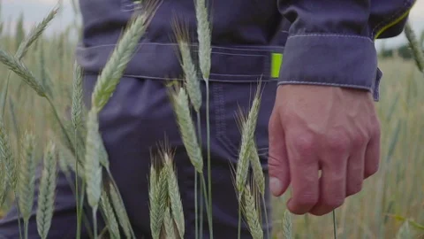 Man hand running going wheat field. Male hand touching ears of rye closeup Video stock 91163866