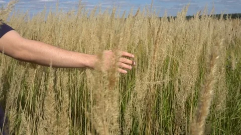 Man hand running through wheat field. Male hand touching wheat ears closeup Stock Footage 80068174