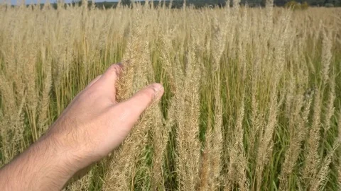 Man hand running through wheat field. Male hand touching wheat ears closeup Video stock 80068558