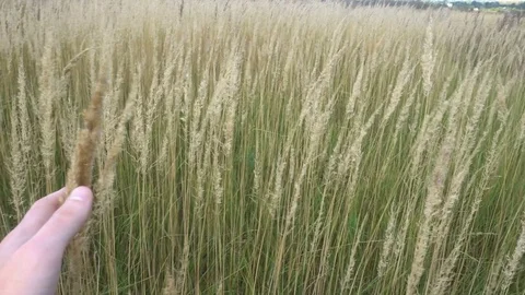 Man hand running through wheat field. Male hand touching wheat ears closeup Stock Footage 80069479