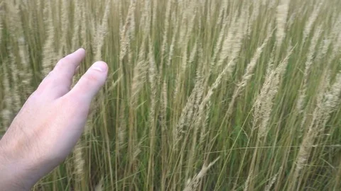 Man hand running through wheat field. Male hand touching wheat ears closeup Stock Footage 80069523