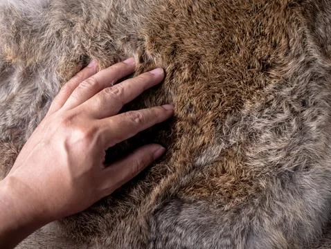 Man hand softly touching Red Brown Animal Wildlife fur hair textured Concep.. Stock Photos