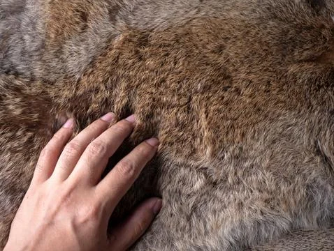 Man hand softly touching Red Brown Animal Wildlife fur hair textured Concep.. Stock Photos