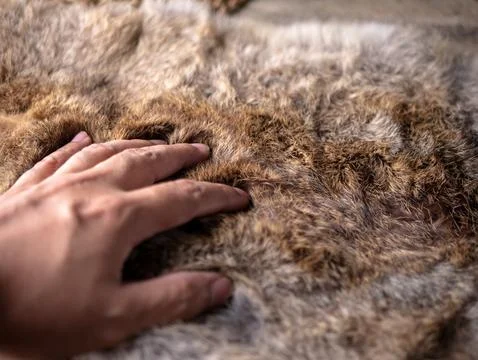 Man hand softly touching Red Brown Animal Wildlife fur hair textured Concep.. Stock Photos