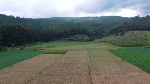 Man with hand sprayer for sowing in large agriculture field surrounded by forest Stock Footage 140698180