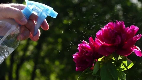 Man hand, sprinkling red peonies with spray bottle close up Video stock 78353789