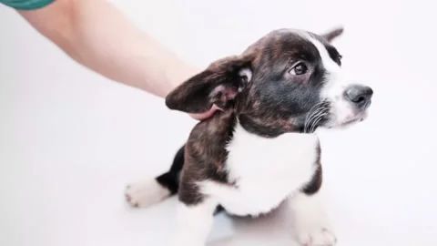 Man hand stroking a dog on a white background. funny pet dog on white background Stock Footage 152754855