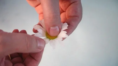 A man hand tears off chamomile petals. Love concept Stock Footage 133645784