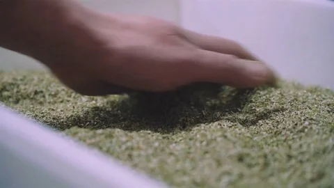 Man hand touch the corn in the white box Stock Footage 73315020