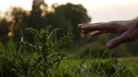 Man hand touch spiny grass Stock Footage 91119515