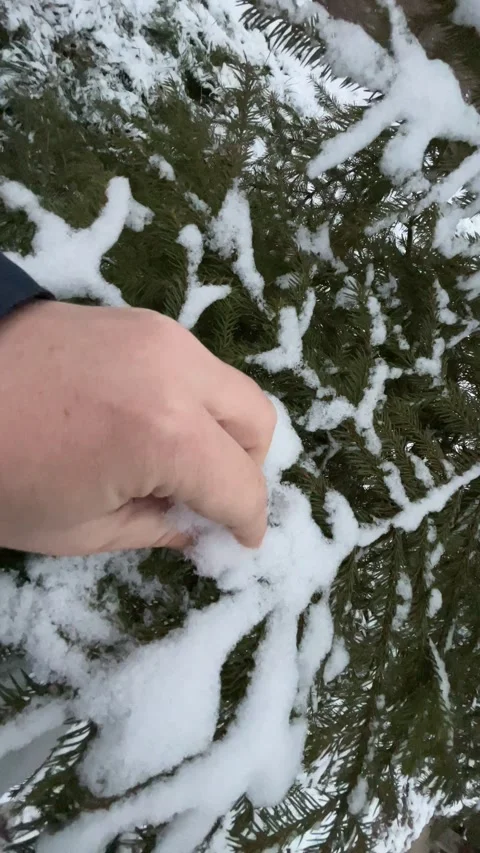 Man hand touches spruce tree covered with snow. Stock Footage 144236240