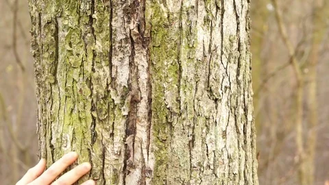 A Man Hand Touches Tree Video stock 82966669