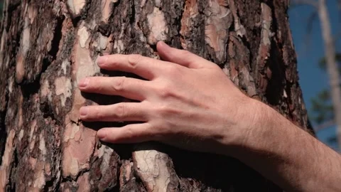 Man hand touches trunk pine tree in forest. harmony man and nature. close up. Stock Footage 233184296