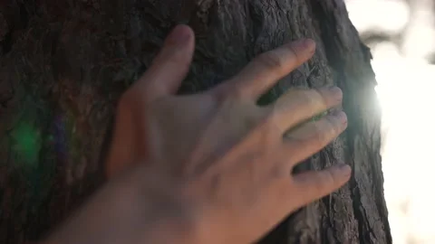 Man hand touches trunk of tree. Preservation of ecology of environment. Man Video stock 158603970