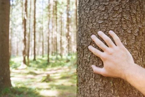 Man hand touching with care pine tree trunk in forest, pov. Stock Photos