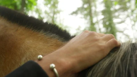 A man hand touching the horse mane Stock Footage 200862856