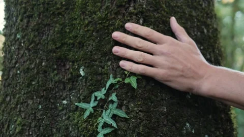 Man hand Touching an old tree on sunny day in the park close up macro. Human in Vídeo Stock 252760184