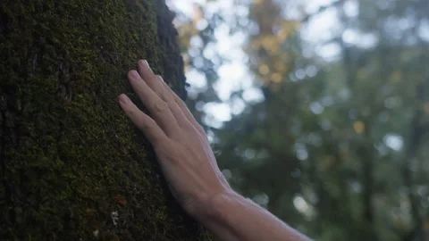 Man hand Touching an old tree on sunny day in the park close up macro. Human in Видео 252760226