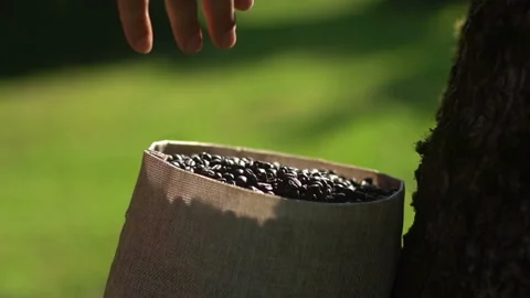 Man hand touching roasted coffee beans to check quality. SLOW MOTION Stock Footage 103520703