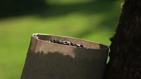 Man hand touching roasted coffee beans to check quality Stock Footage 103522606