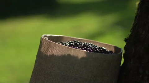 Man hand touching roasted coffee beans to check quality Video stock 103527149