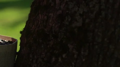 Man hand touching roasted coffee beans to check quality. SLOW MOTION Video stock 103539015