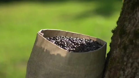 Man hand touching roasted coffee beans to check quality. SLOW MOTION Stock Footage 103539319