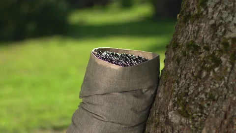 Man hand touching roasted coffee beans to check quality. Stock Footage 103545077