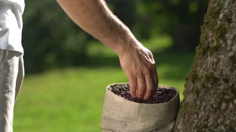Man hand touching roasted coffee beans to check quality Stock Footage 103588492