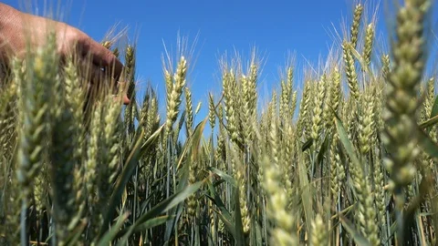 Man Hand Touching Wheat Spike Stock Footage 101091573