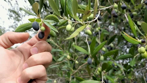 Man hand view while harvesting Italian olives,extra virgin olive oil production Stock Footage 141081768