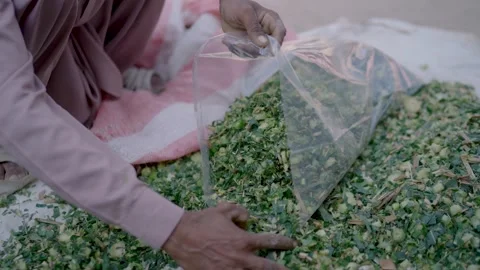 Man Handcrafting Fodder Packets in a Punjab Village Stock Footage 331297585