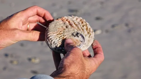 A man handling an Abalone shell on the beach Stock Footage 333709819