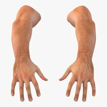 Man Hands 3D Model