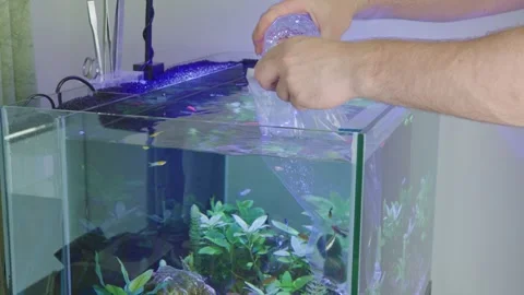 Man hands adding aquarium water into plastic bag with new tropical fish for Stock Footage 339939657