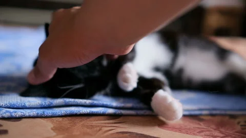 Man hands caressing sleepy dark cat with orange eyes Stock Footage 158792420