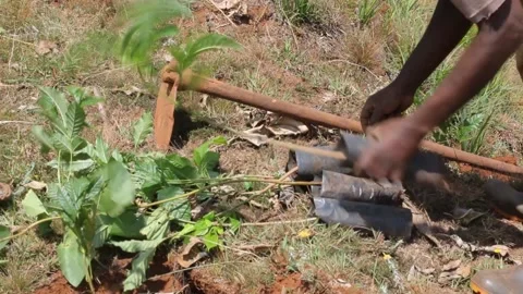 Man hands carrying young trees  and hoe for planting Stock Footage 165342350