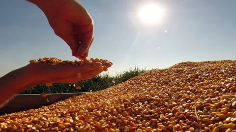 Man Hands Checking Freshly Harvested Corn Grains Stock Footage 56316514