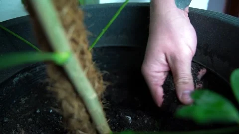Man hands checking humidity of soil Stock Footage 159477374