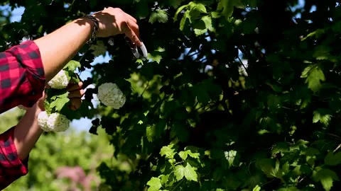 Man hands cuts branches of bushes with hand pruning scissors. Video stock 131029103