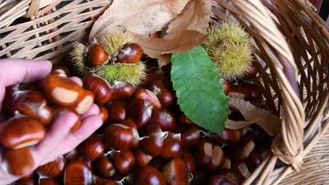 Man hands dropping chestnuts inside a wicker basket Stock Footage 163348016
