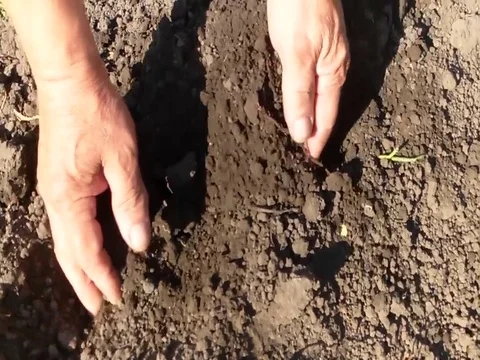 Man hands earth Stock Footage 79056341