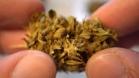 Man Hands Examining Cannabis, Macro Stock Footage 122173428