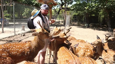 A man hands feeds deer in a park on Orchid Island in Vietnam, Nha Trang. Stock Footage 302367177