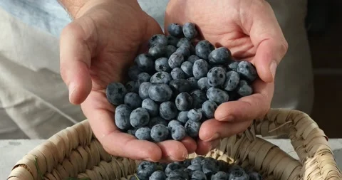 A man hands full of freshly picked blueberries. Stock Footage 158307130