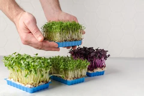 Man hands hold the microgreens container with another types of microgreens Stock Photos