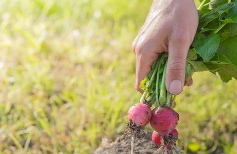 Man hands hold red reddish in garden. Homegrown harvest. Gardening success. Stock Photos