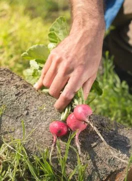 Man hands hold red reddish in garden. Homegrown harvest. Gardening success. Stock Photos